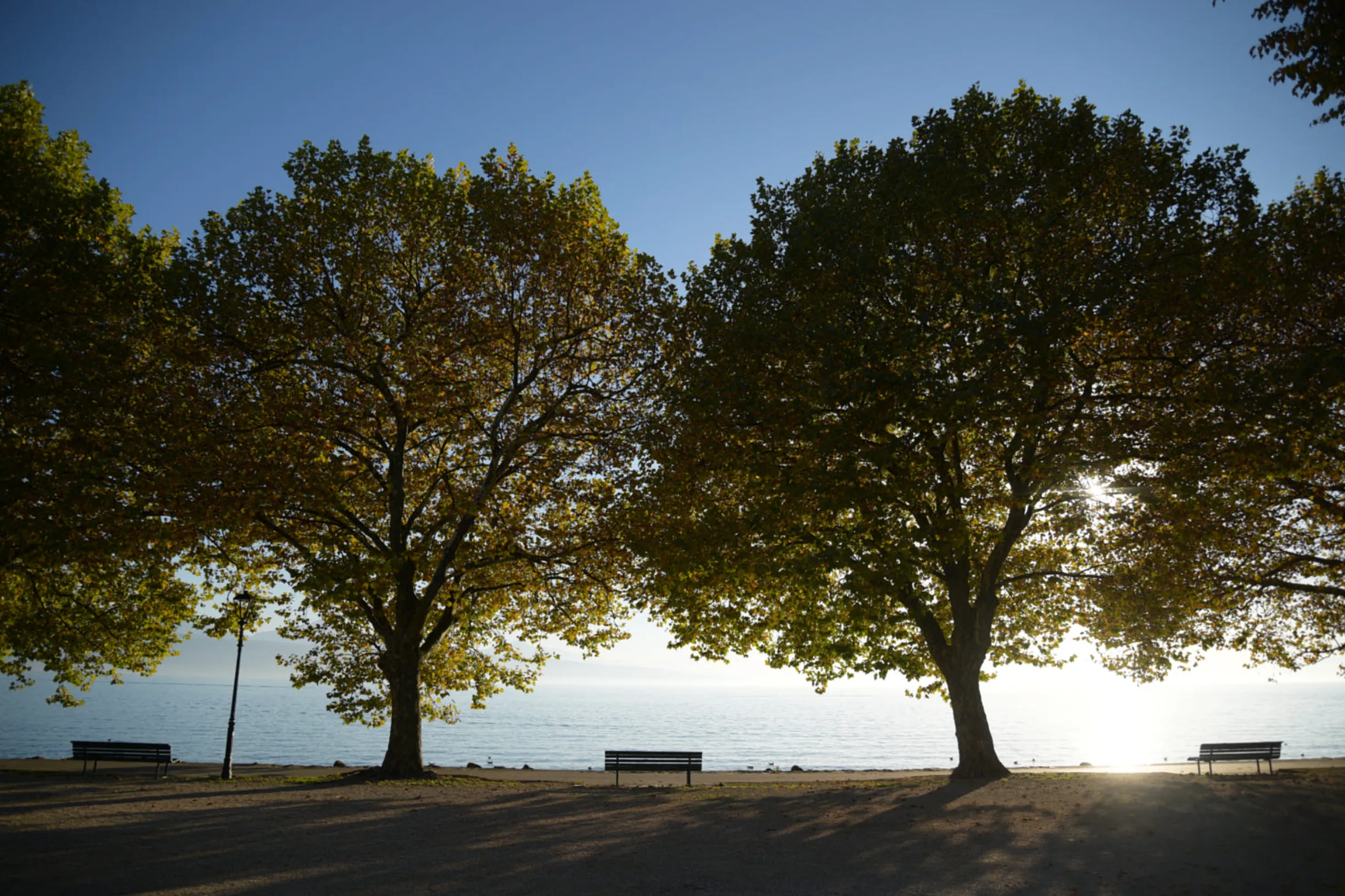 The Bench